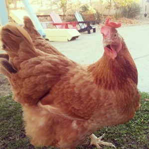 This is Large Marge. She lives up to her name and is our biggest hen and lays the BIGGEST eggs. She's pretty. Pretty freakin huge.